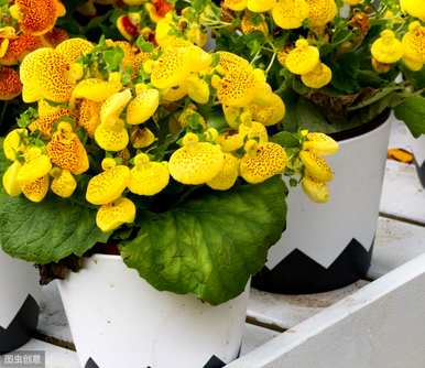 如何种植蒲包花，蒲包花栽培方法图