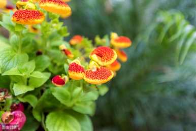 如何种植蒲包花，蒲包花栽培方法图