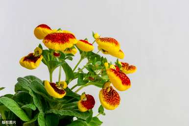 如何种植蒲包花，蒲包花栽培方法图