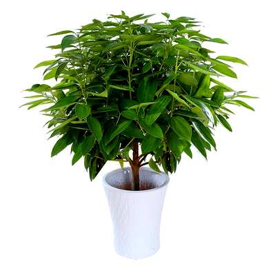 搬家送什么花和植物，朋友搬家送什么花