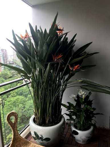 搬家送什么花和植物，朋友搬家送什么花