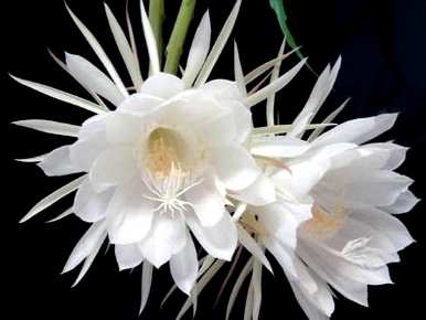 昙花怎么养才能开花？昙花扦插能开花多久？