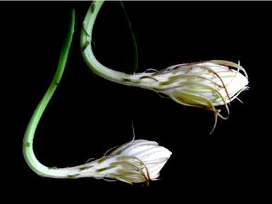 昙花怎么养才能开花？昙花扦插能开花多久？