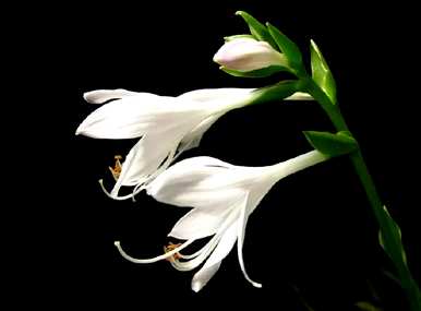 玉簪花的花语是什么，金簪花的花语是什么？