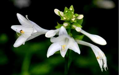 玉簪花的花语是什么，金簪花的花语是什么？