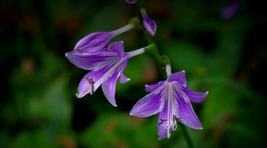 玉簪花的花语是什么，金簪花的花语是什么？