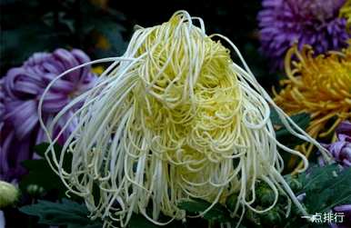 菊花有哪些品种比较贵，菊花有哪些品种？