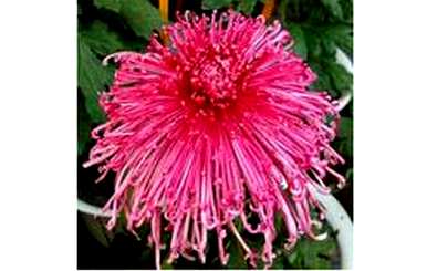 菊花有哪些品种比较贵，菊花有哪些品种？