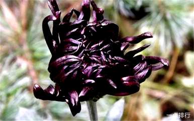 菊花有哪些品种比较贵，菊花有哪些品种？