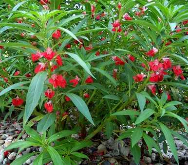 适合北方室外阴面庭院种植的花卉