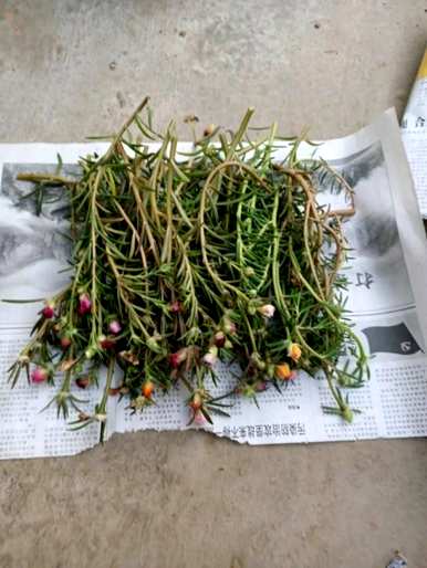 适合北方室外阴面庭院种植的花卉