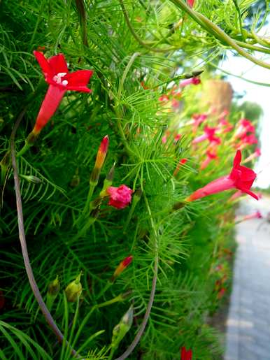 适合北方室外阴面庭院种植的花卉