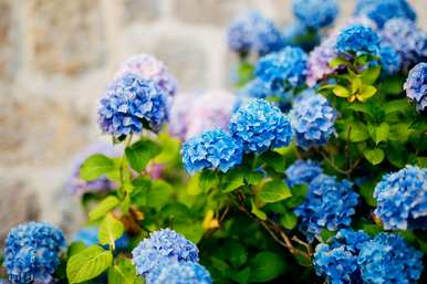 适合北方室外阴面庭院种植的花卉