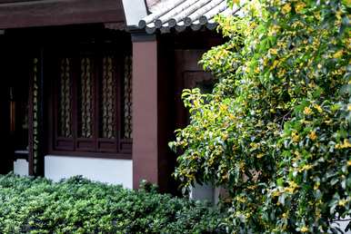 适合北方室外阴面庭院种植的花卉