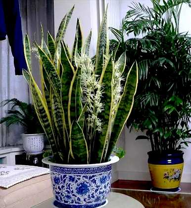 家里玄关放绿植好吗？家里放什么绿植最好？