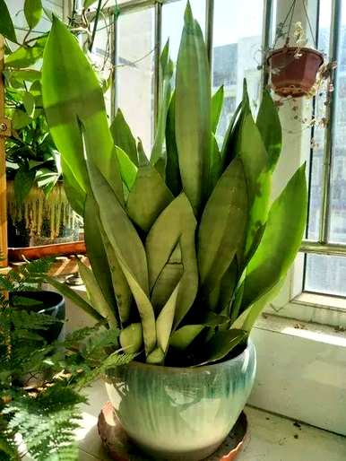 家里玄关放绿植好吗？家里放什么绿植最好？