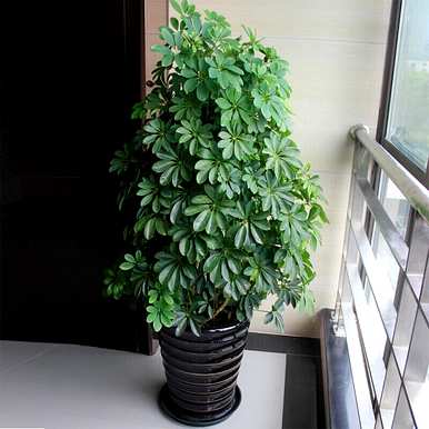 家里玄关放绿植好吗？家里放什么绿植最好？