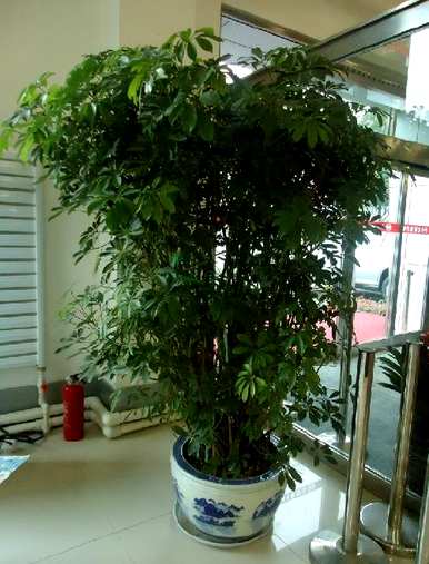 家里玄关放绿植好吗？家里放什么绿植最好？