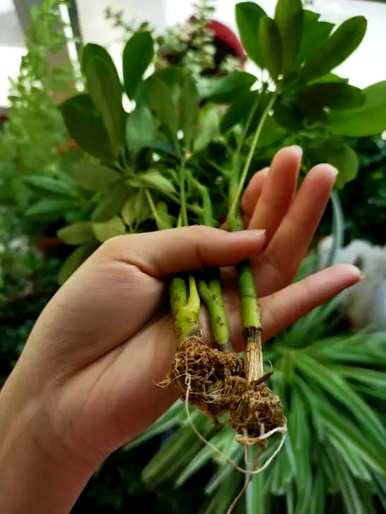 家里玄关放绿植好吗？家里放什么绿植最好？