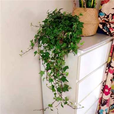 家里玄关放绿植好吗？家里放什么绿植最好？