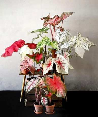 家里玄关放绿植好吗？家里放什么绿植最好？