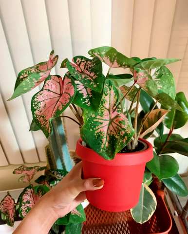 家里玄关放绿植好吗？家里放什么绿植最好？