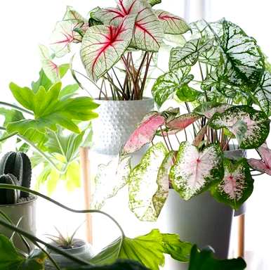 家里玄关放绿植好吗？家里放什么绿植最好？