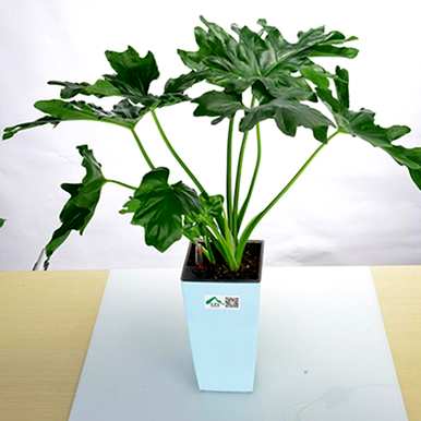 家里玄关放绿植好吗？家里放什么绿植最好？
