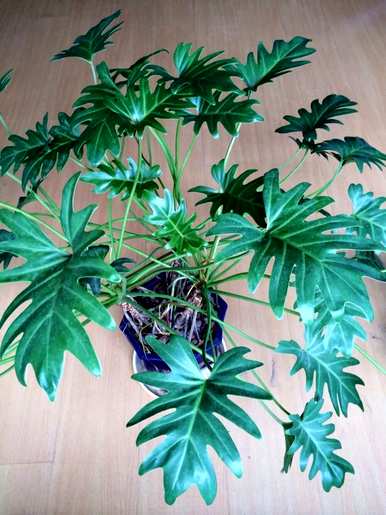 家里玄关放绿植好吗？家里放什么绿植最好？