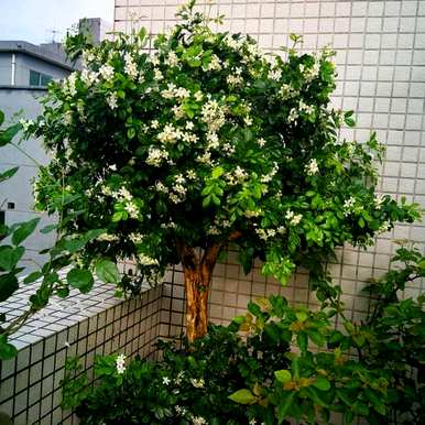 家里玄关放绿植好吗？家里放什么绿植最好？