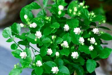 家里玄关放绿植好吗？家里放什么绿植最好？