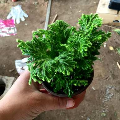 什么是最好的植物花没有昆虫，什么是最好的花？