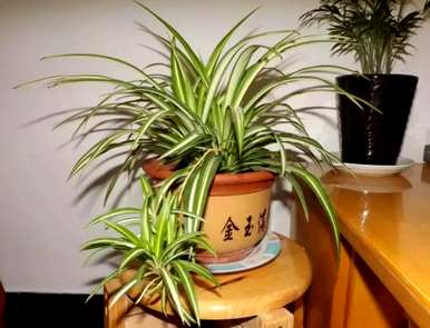 什么是最好的植物花没有昆虫，什么是最好的花？