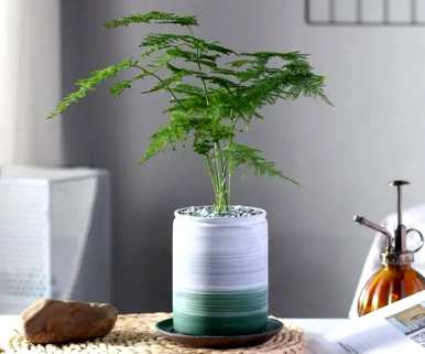 什么是最好的植物花没有昆虫，什么是最好的花？