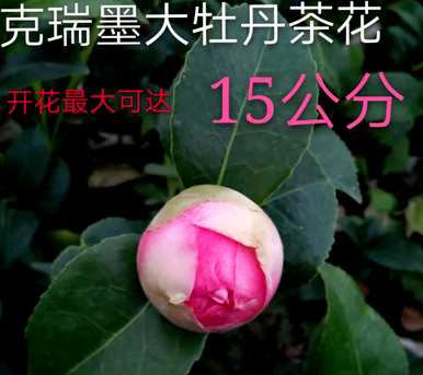 什么是最好的植物花没有昆虫，什么是最好的花？