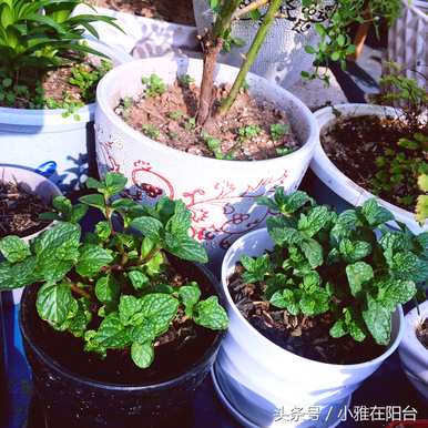 薄荷需要每天浇水吗？如何浇水柠檬薄荷？