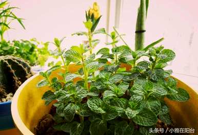 薄荷需要每天浇水吗？如何浇水柠檬薄荷？