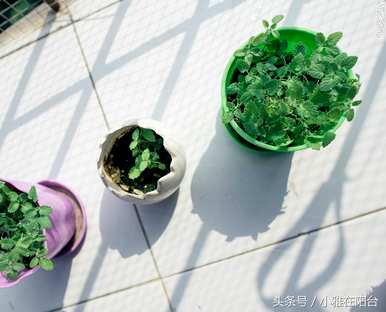 薄荷需要每天浇水吗？如何浇水柠檬薄荷？