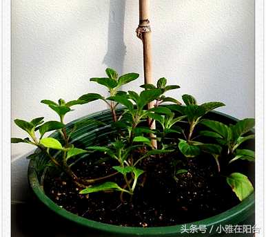 薄荷需要每天浇水吗？如何浇水柠檬薄荷？