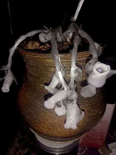 神奇的植物有哪些，神奇的植物有哪些20字？