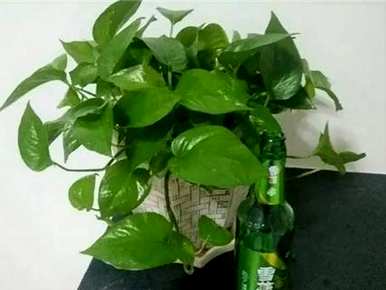 绿萝能倒啤酒吗？绿萝能直接倒啤酒吗？