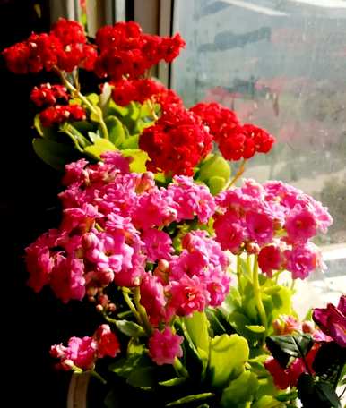 属鼠养什么花旺财，养什么花最好旺财？