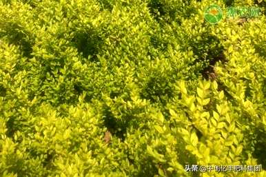 淄博金叶女贞种植基地在长沙种植金叶女贞