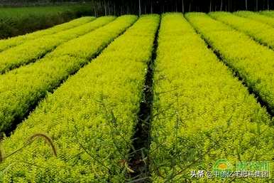 淄博金叶女贞种植基地在长沙种植金叶女贞