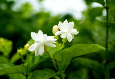 最具代表性的夏季植物或动物，夏季植物和动物会发生什么？
