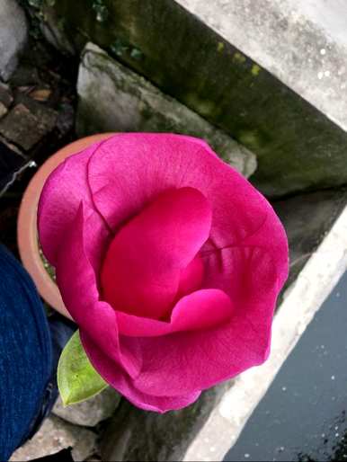 种植玉兰花庭院，抗寒玉兰花庭院