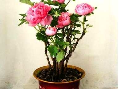 盆栽牡丹如何配土种植养护，院子里牡丹的种植养护