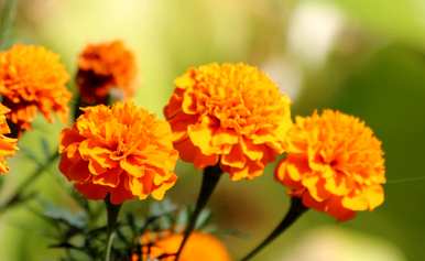 万寿菊花语是什么意思？万寿菊花语是什么？