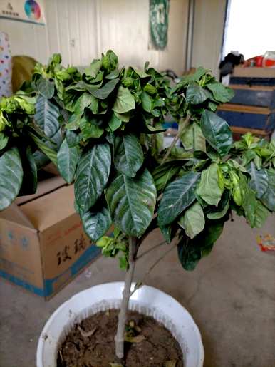 栀子花如何旺盛？栀子花不旺盛的原因是什么？