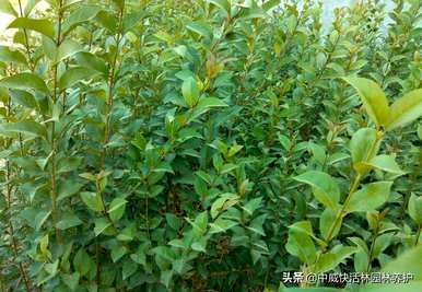 大叶女贞移栽的最佳方法是冬季大叶女贞移栽落叶